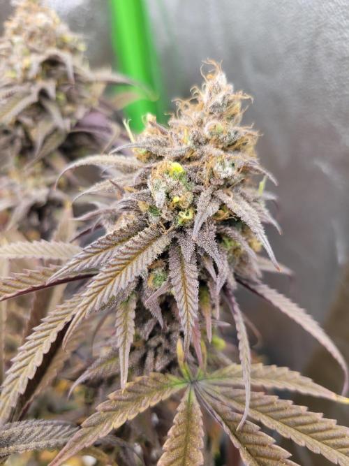 Lets grow some Honey (Runtz) Hash :). Week 22
