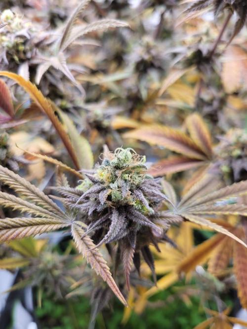 Lets grow some Honey (Runtz) Hash :). Week 22