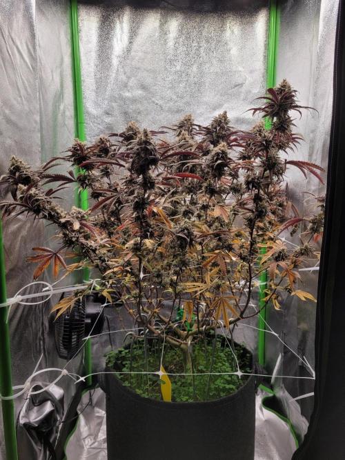 Lets grow some Honey (Runtz) Hash :). Week 22