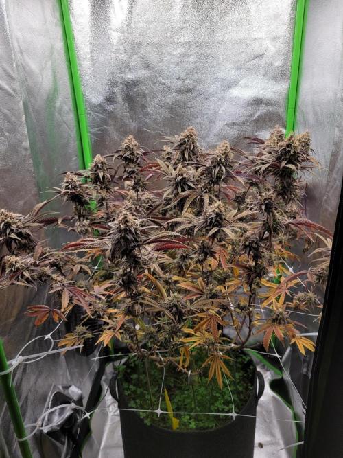 Honey Runtz. Week 22