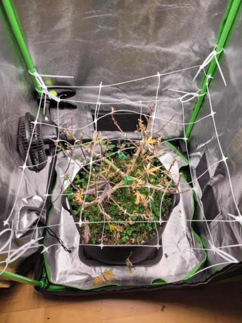 Lets grow some Honey (Runtz) Hash :). Week 23