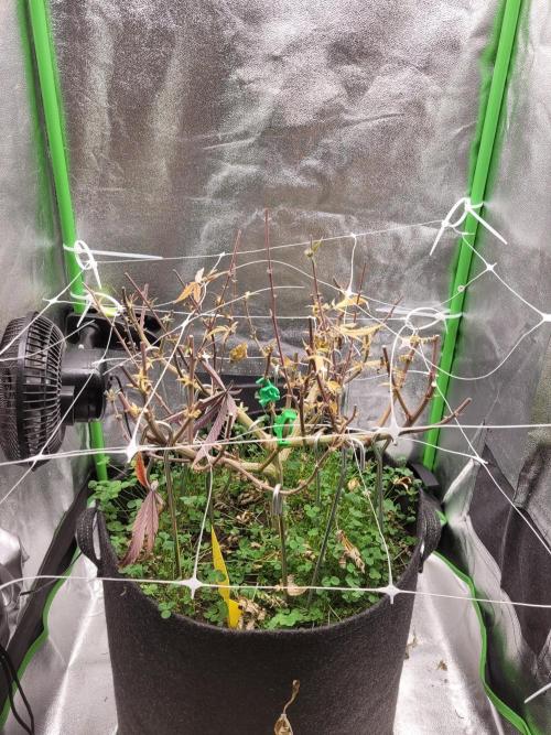 Lets grow some Honey (Runtz) Hash :). Week 23