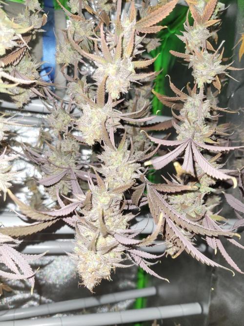 Lets grow some Honey (Runtz) Hash :). Week 23