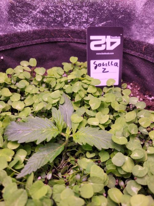 Monkey Candy. Week 1