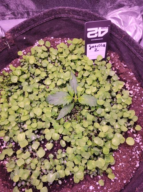 Monkey Candy. Week 1