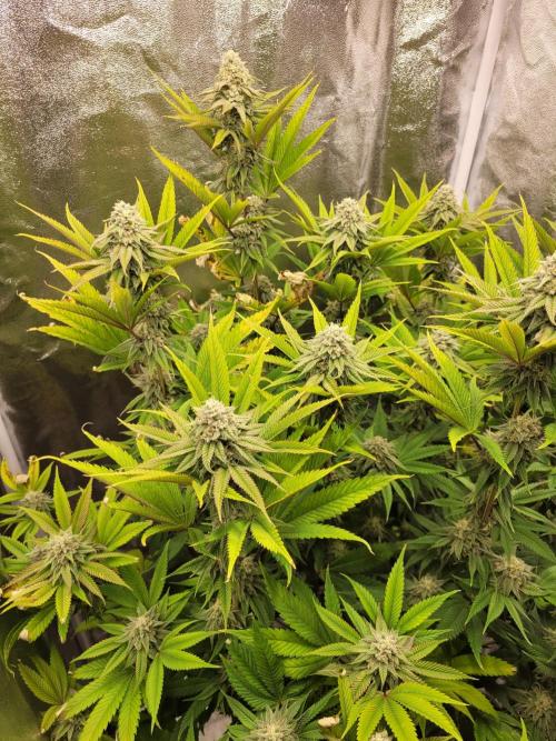 A new Hope. Week 13