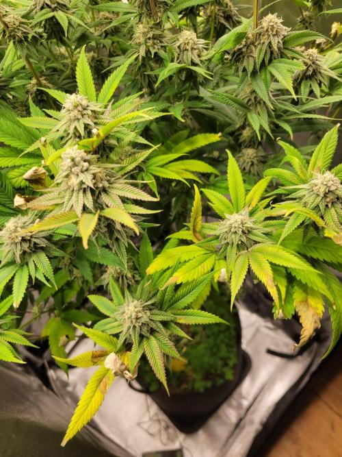 A new Hope. Week 13