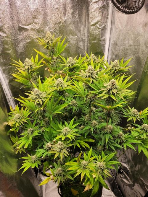 A new Hope. Week 13