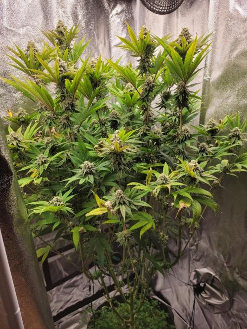 A new Hope. Week 13