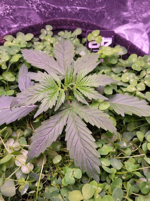 Monkey Candy. Week 2