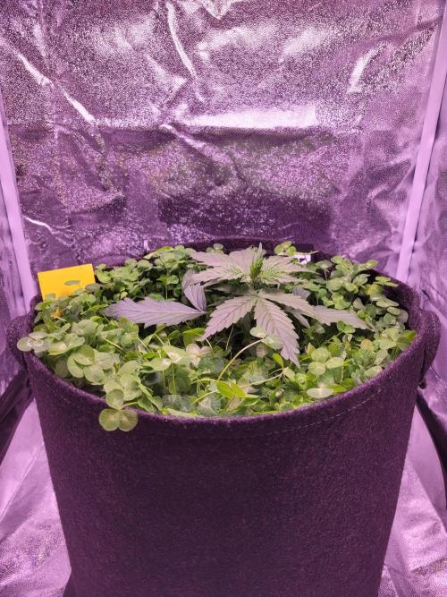 Monkey Candy. Week 2