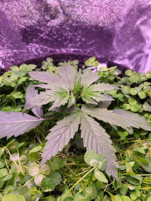 Monkey Candy. Week 2