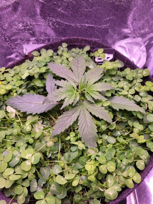 Monkey Candy. Week 2