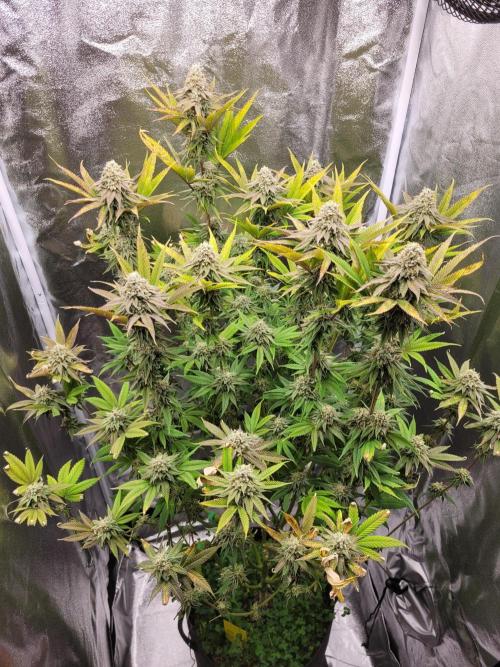 A new Hope. Week 14