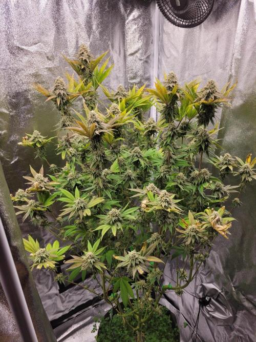 A new Hope. Week 14
