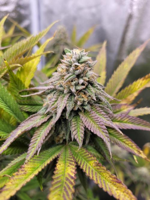 A new Hope. Week 14