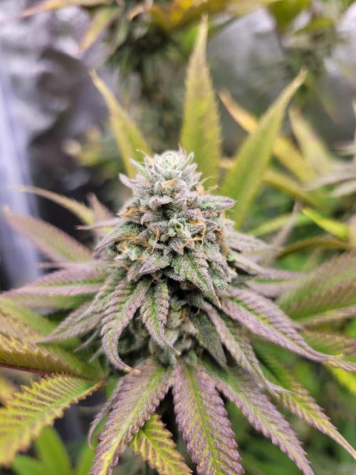 A new Hope. Week 14