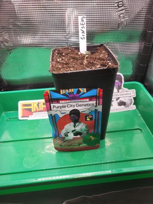 Blue Ginseng. Week 0