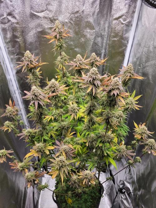 A new Hope. Week 15