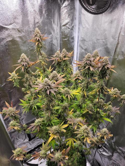 A new Hope. Week 15