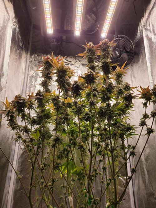 A new Hope. Week 15