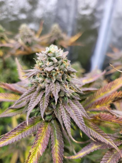 A new Hope. Week 15