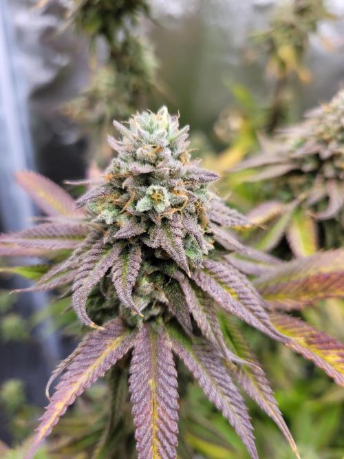 A new Hope. Week 15