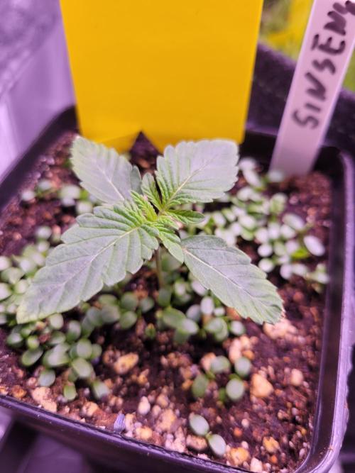 Blue Ginseng. Week 1