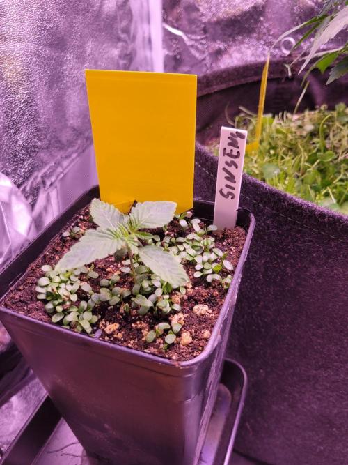 Blue Ginseng. Week 1