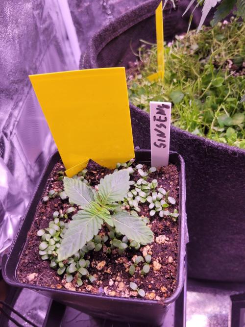 Blue Ginseng. Week 1