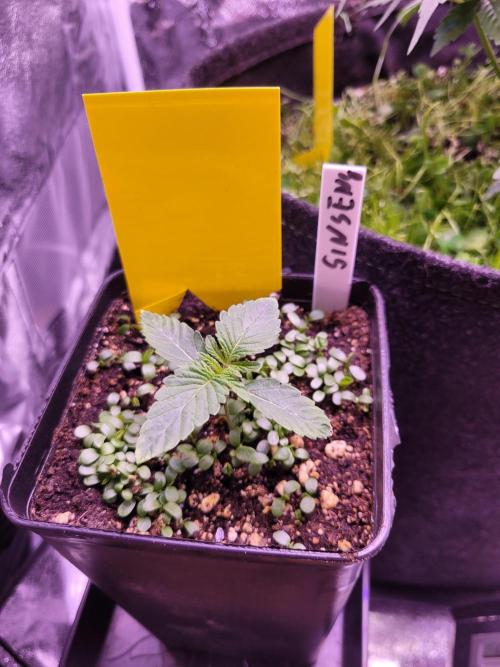Blue Ginseng. Week 1