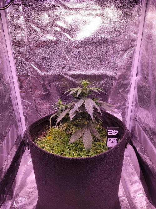 Monkey Candy. Week 3