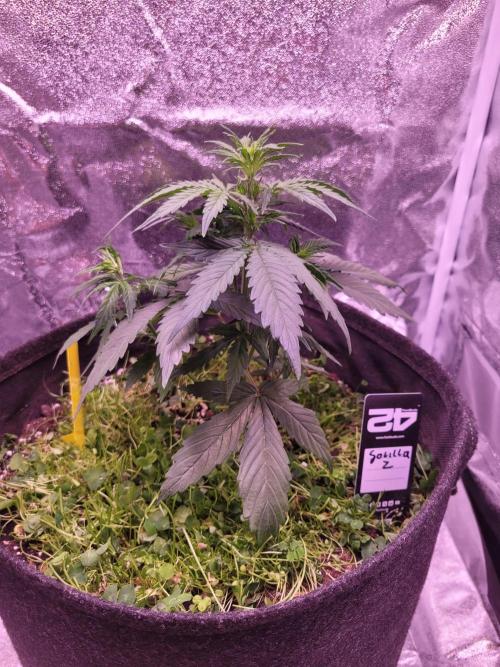 Monkey Candy. Week 3