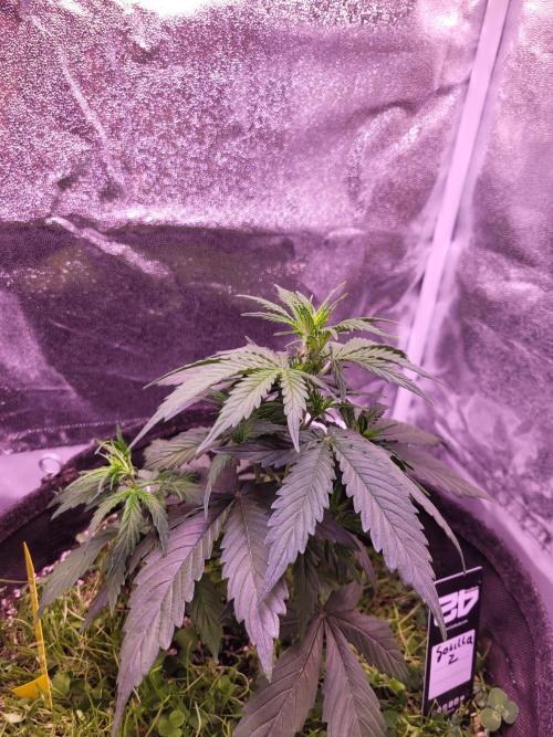 Monkey Candy. Week 3