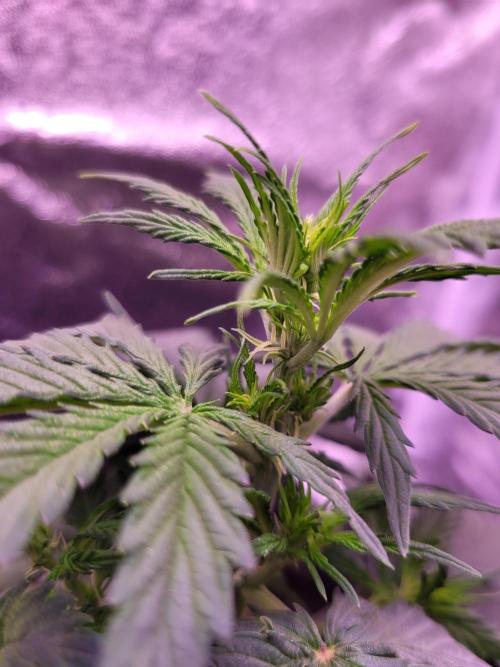 Monkey Candy. Week 3