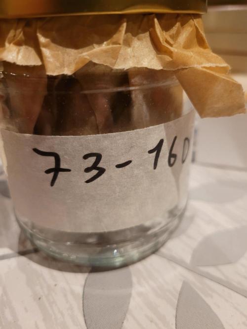 Lets grow some Honey (Runtz) Hash :). Week 23 - 160-73
