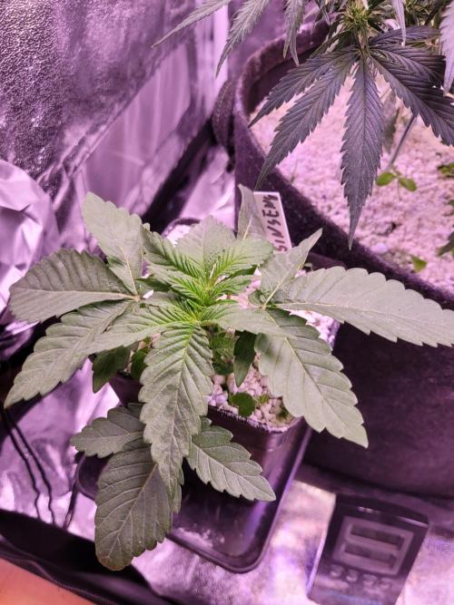 Blue Ginseng. Week 2