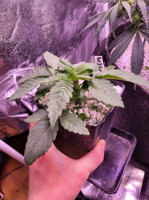 Blue Ginseng. Week 2