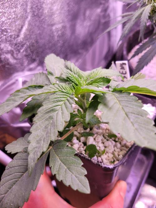 Blue Ginseng. Week 2