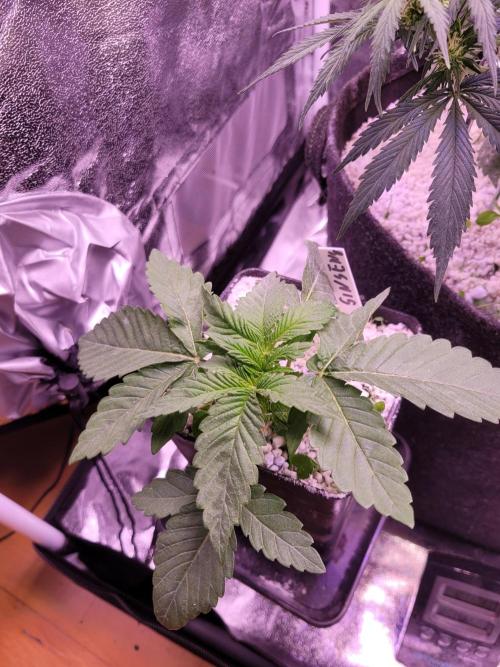 Blue Ginseng. Week 2