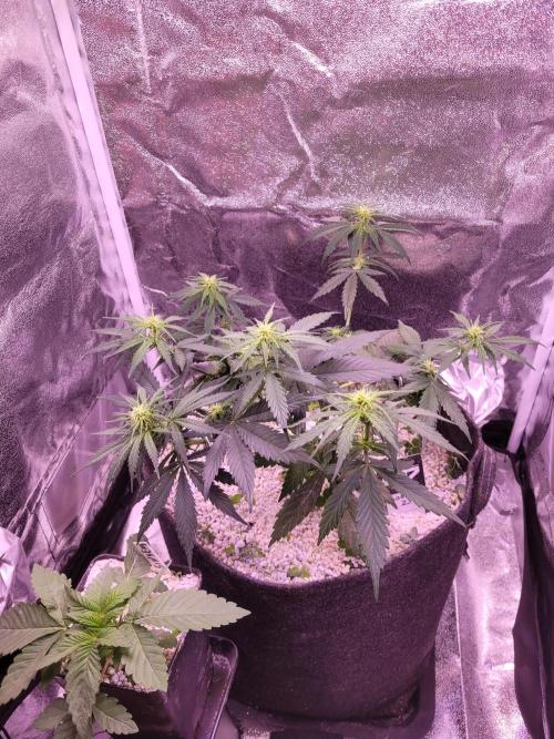 Blue Ginseng. Week 2