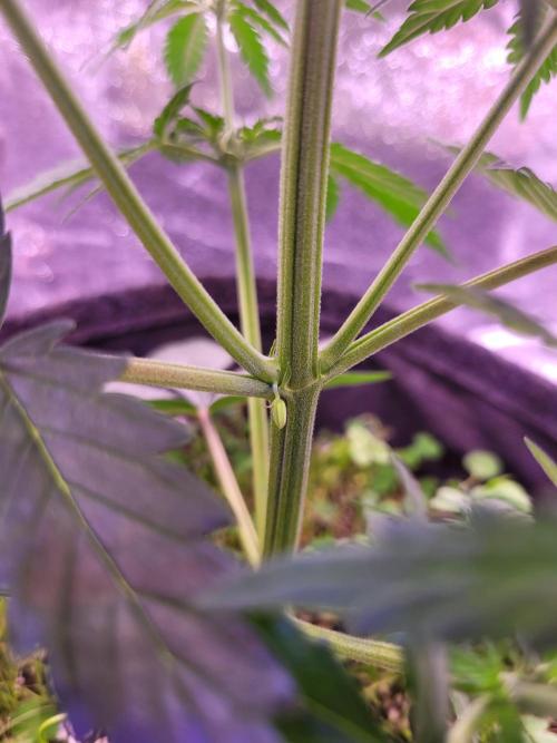 Monkey Candy. Week 4
