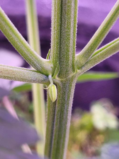 Monkey Candy. Week 4
