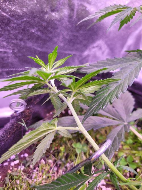 Monkey Candy. Week 4