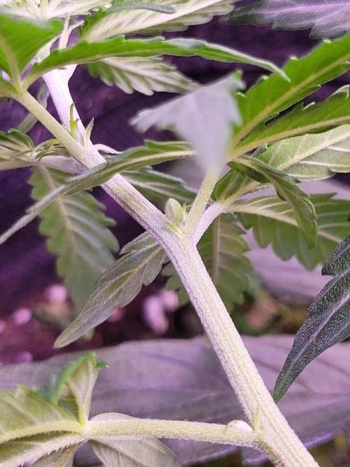 Monkey Candy. Week 4