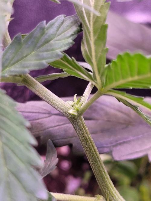 Monkey Candy. Week 4