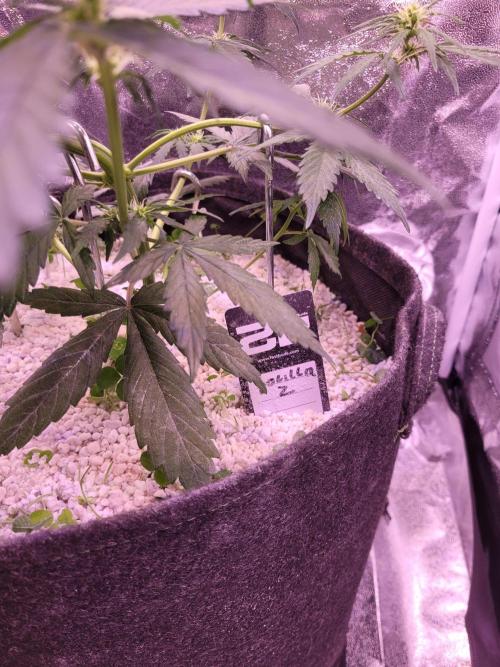 Monkey Candy. Week 4