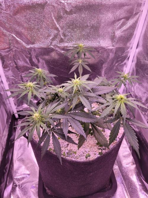 Monkey Candy. Week 4