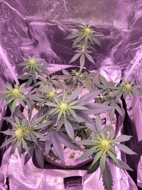 Monkey Candy. Week 4