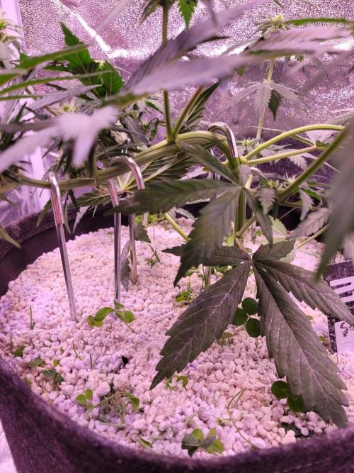 Monkey Candy. Week 4